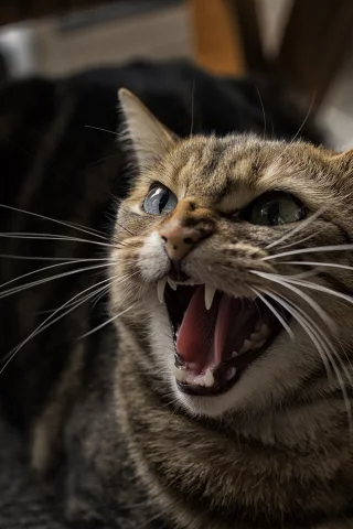 кот, пасть, зубы