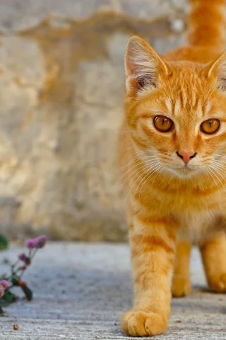 кот, взгляд, усы