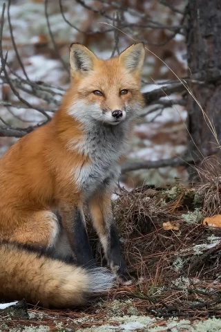 животное, морда
