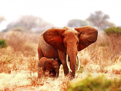 слоны, африка