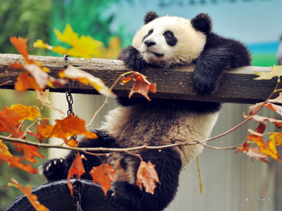 панда, падает