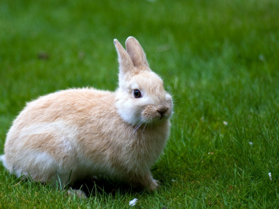 кролик, трава