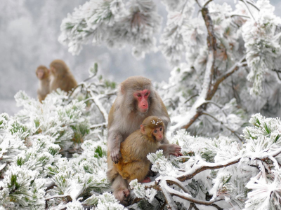 обезьяны, зима, снег, япония