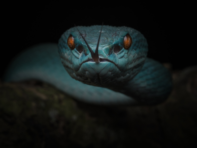 змея, язык, глаза