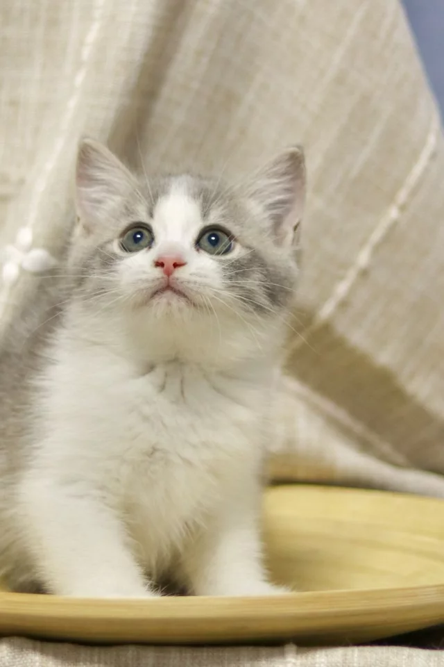 котёнок, взгляд, усы