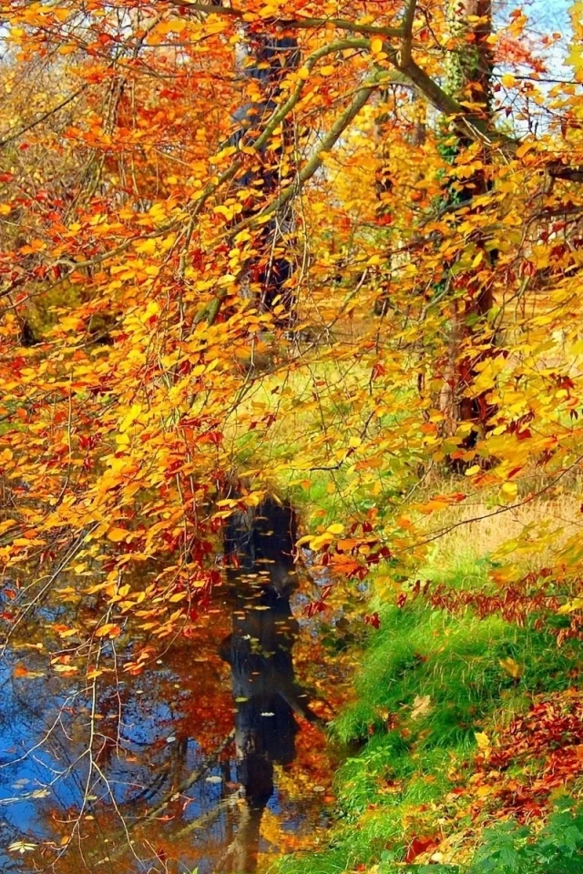 деревья, осень, листопад