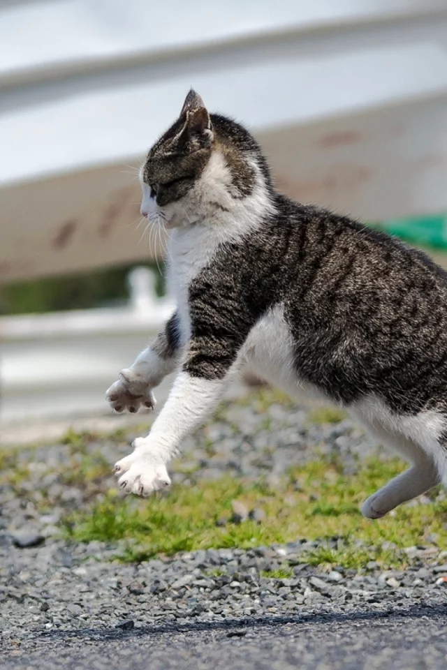 кот, улица