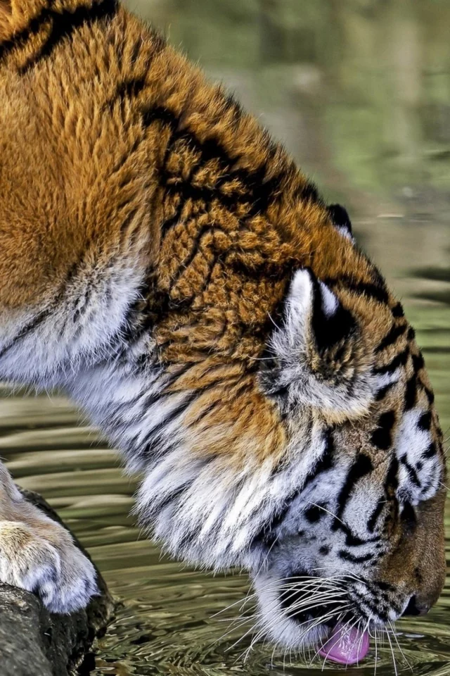кошка, животные, тигр, вода
