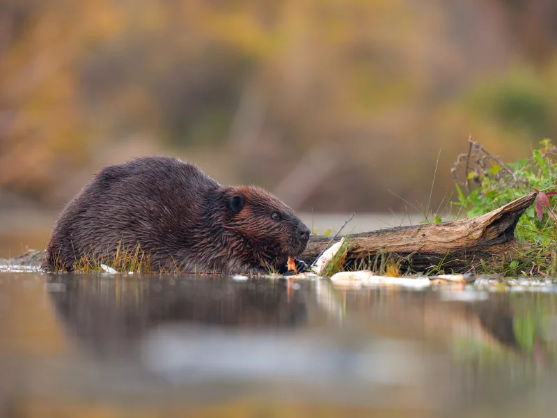 бобр, бревно, вода