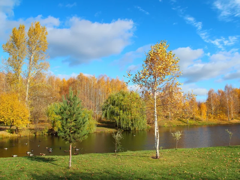 золотая, осень, деревья