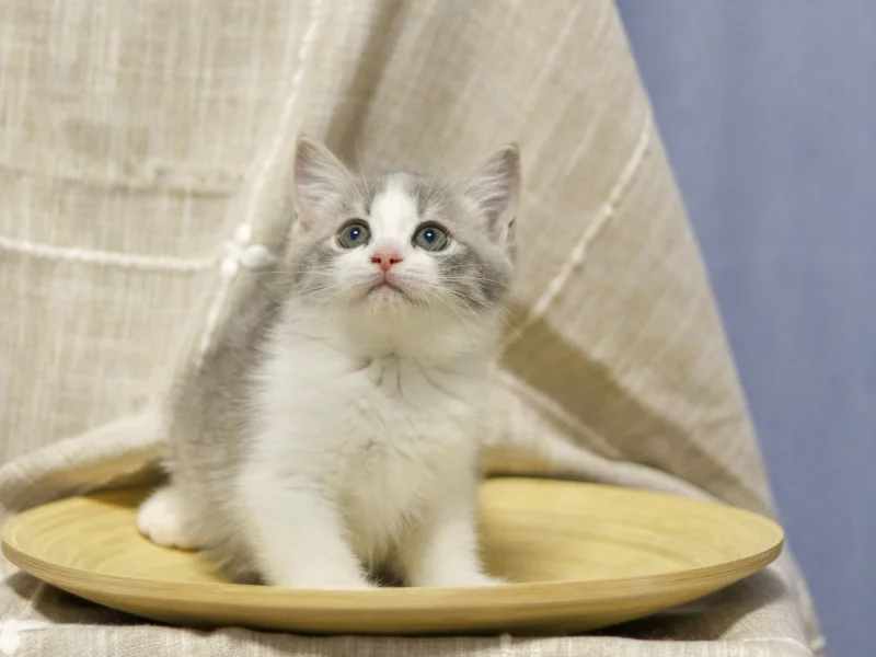 котёнок, взгляд, усы