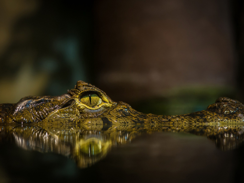 в воде, крокодил