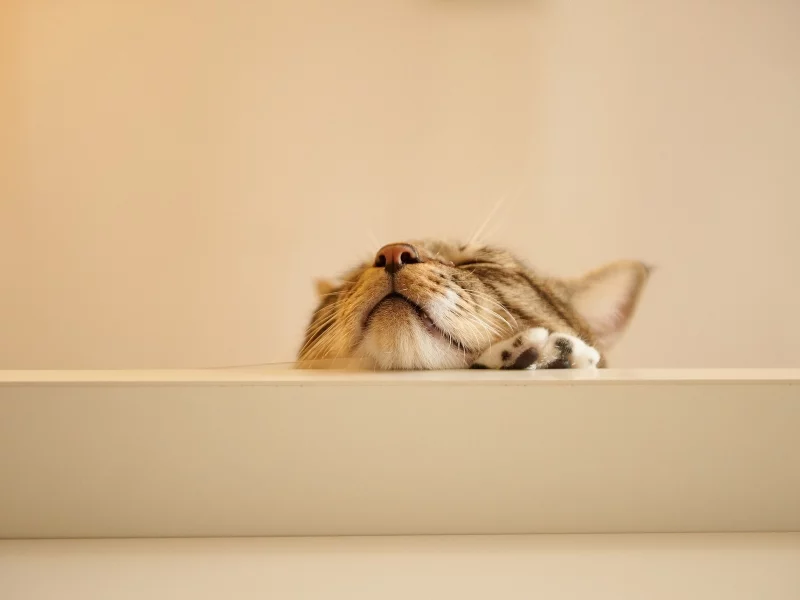 кот, стол
