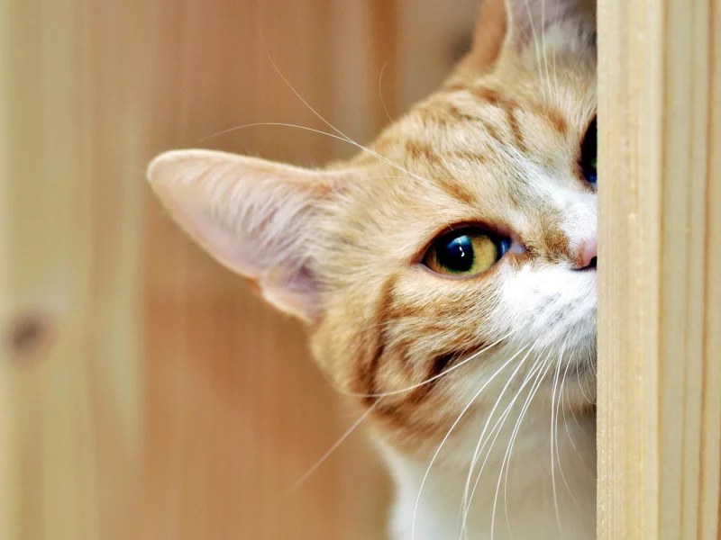 кошка, животные, взгляд