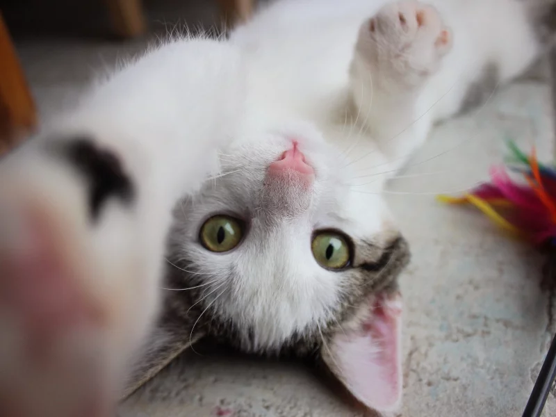 кошка, животные, взгляд