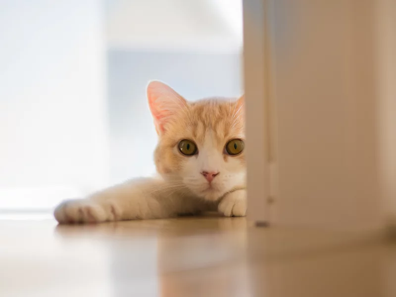 кошка, животные, взгляд