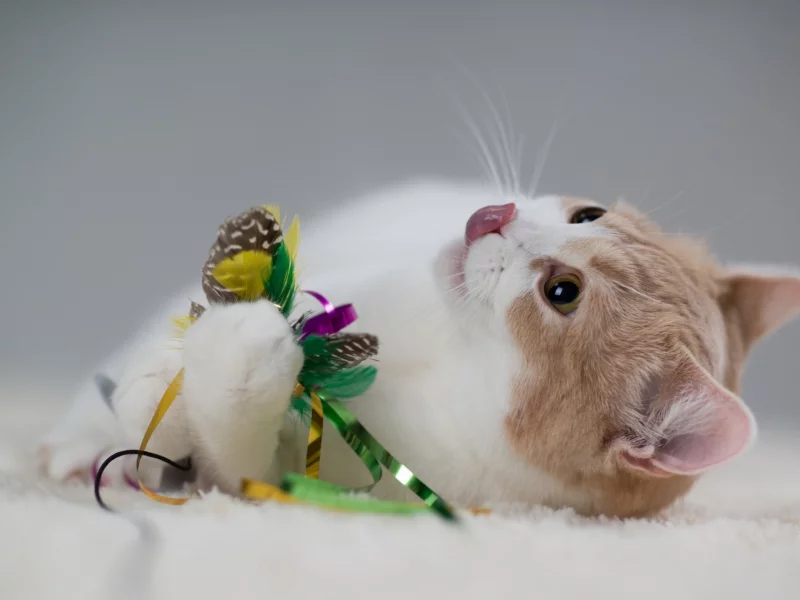 котёнок, играет
