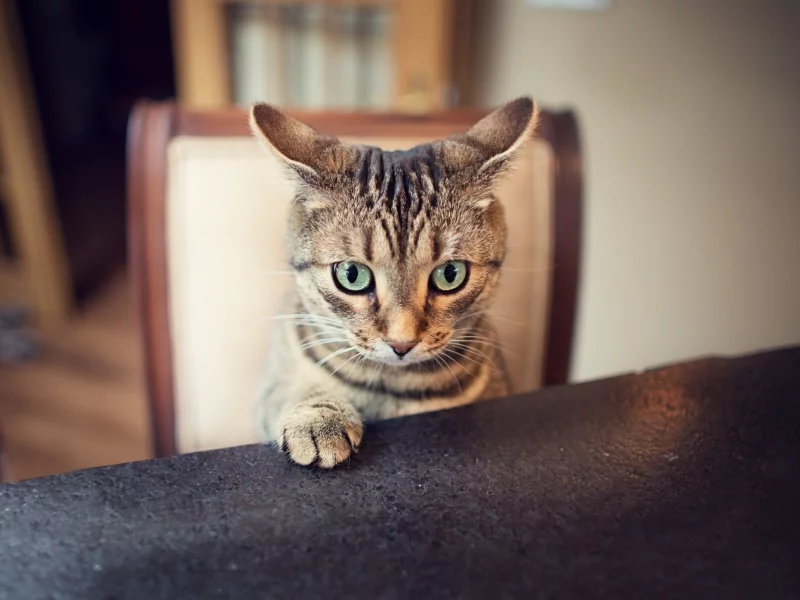кошка, животные, взгляд, уши