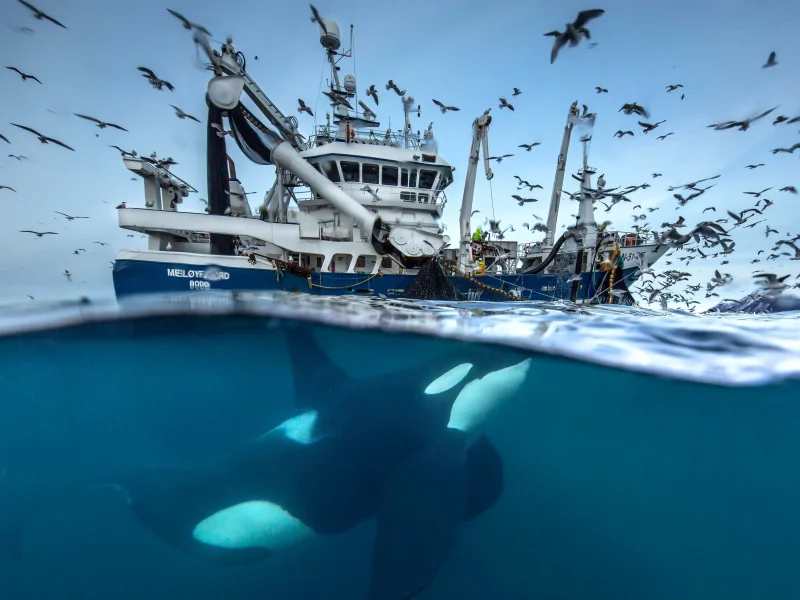 чайки, море, океан