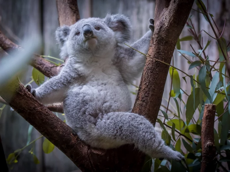 коала, дерево