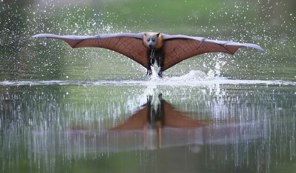 летучая мышь, вода