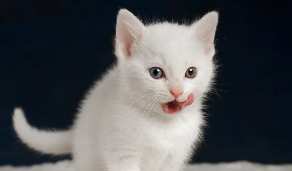 котёнок, язык