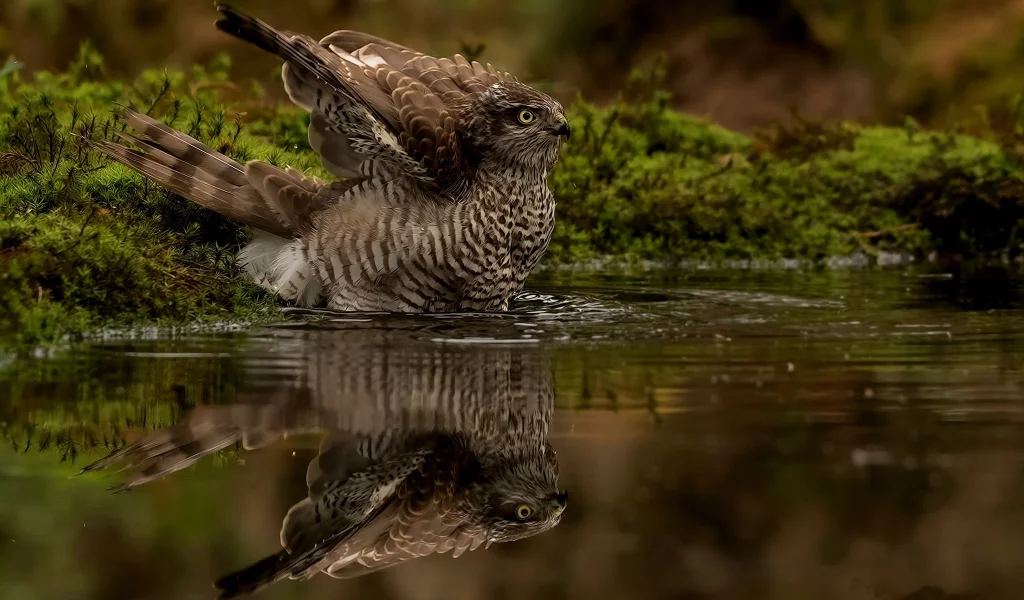 вода, птица, отражение