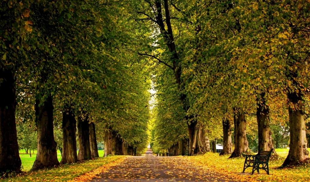 парк, деревья, листопад, осень