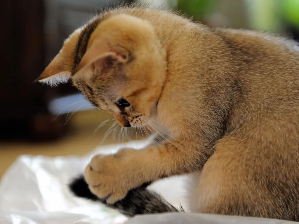 котёнок, играет