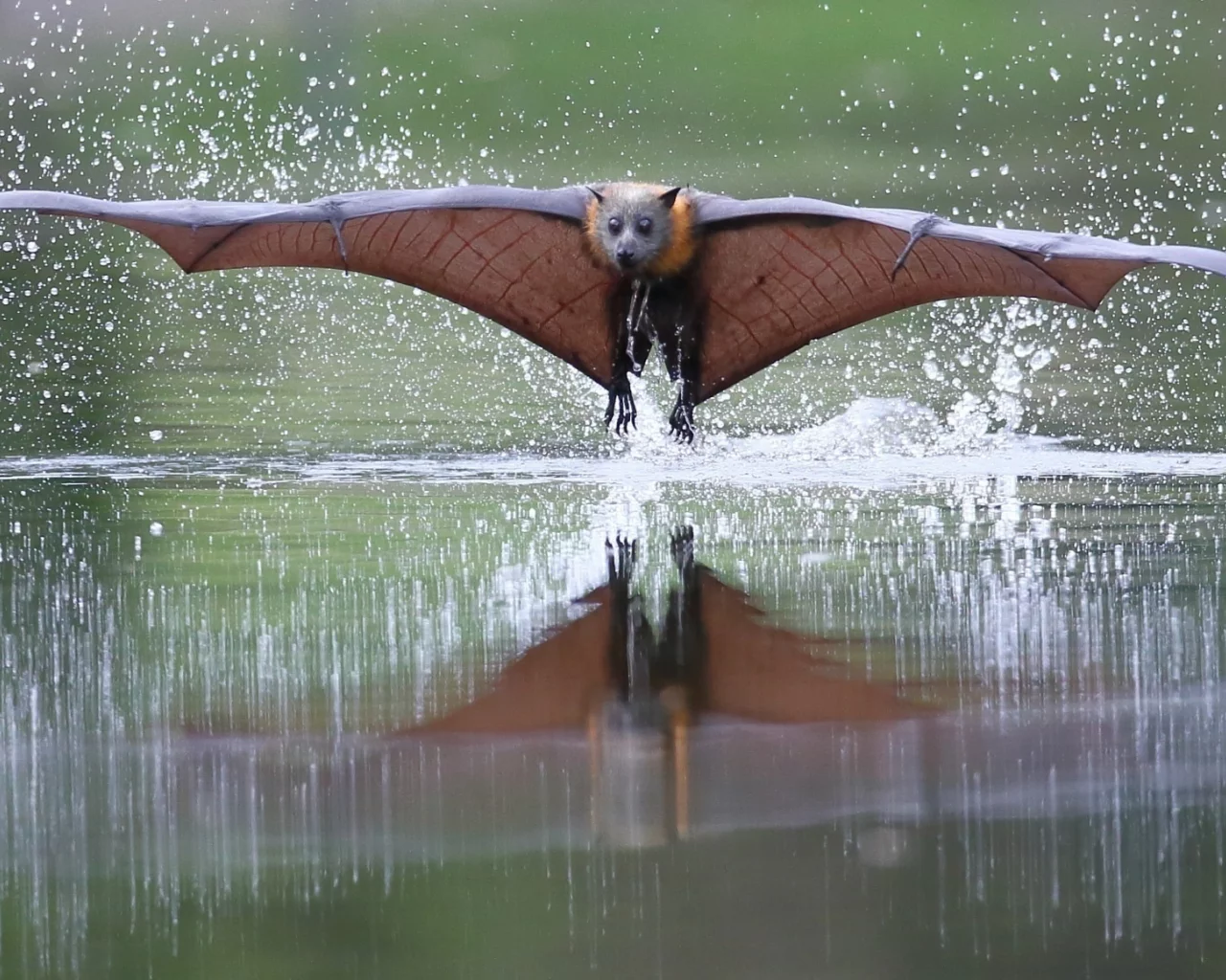 летучая мышь, вода