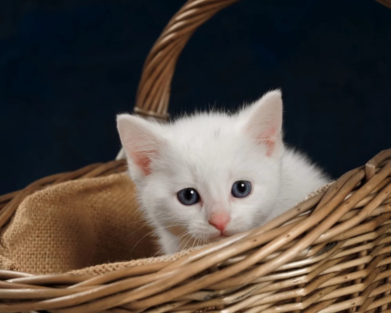 кошка, животные, взгляд, уши
