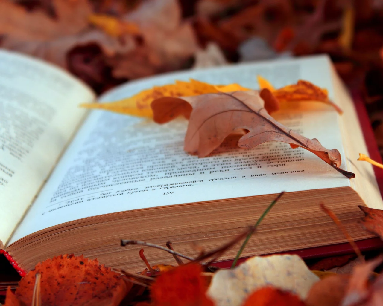 книга, листья, осень