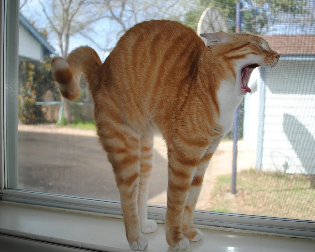 кошка, подоконник