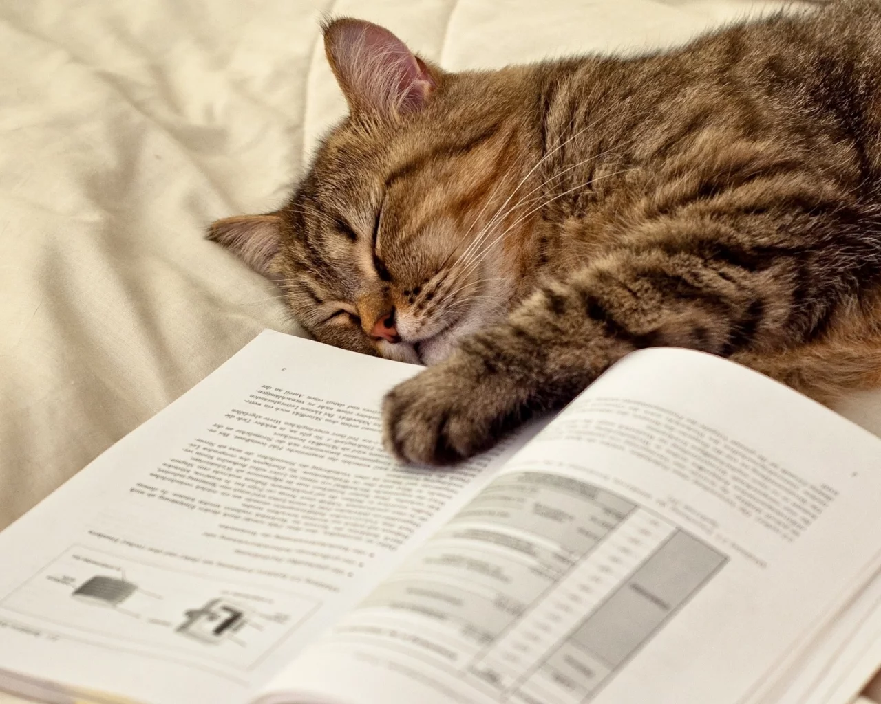 кот, книга