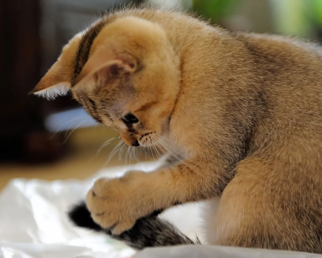 котёнок, играет