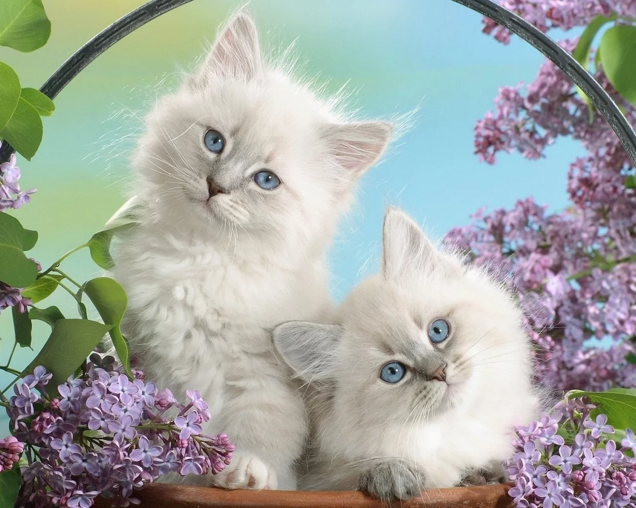котята, животные, сирень