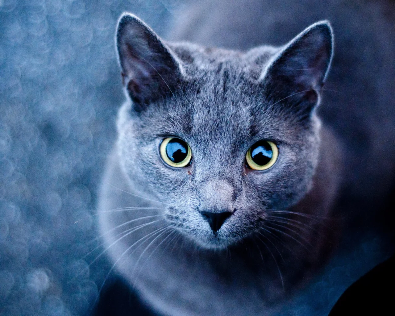 кот, взгляд, глаза