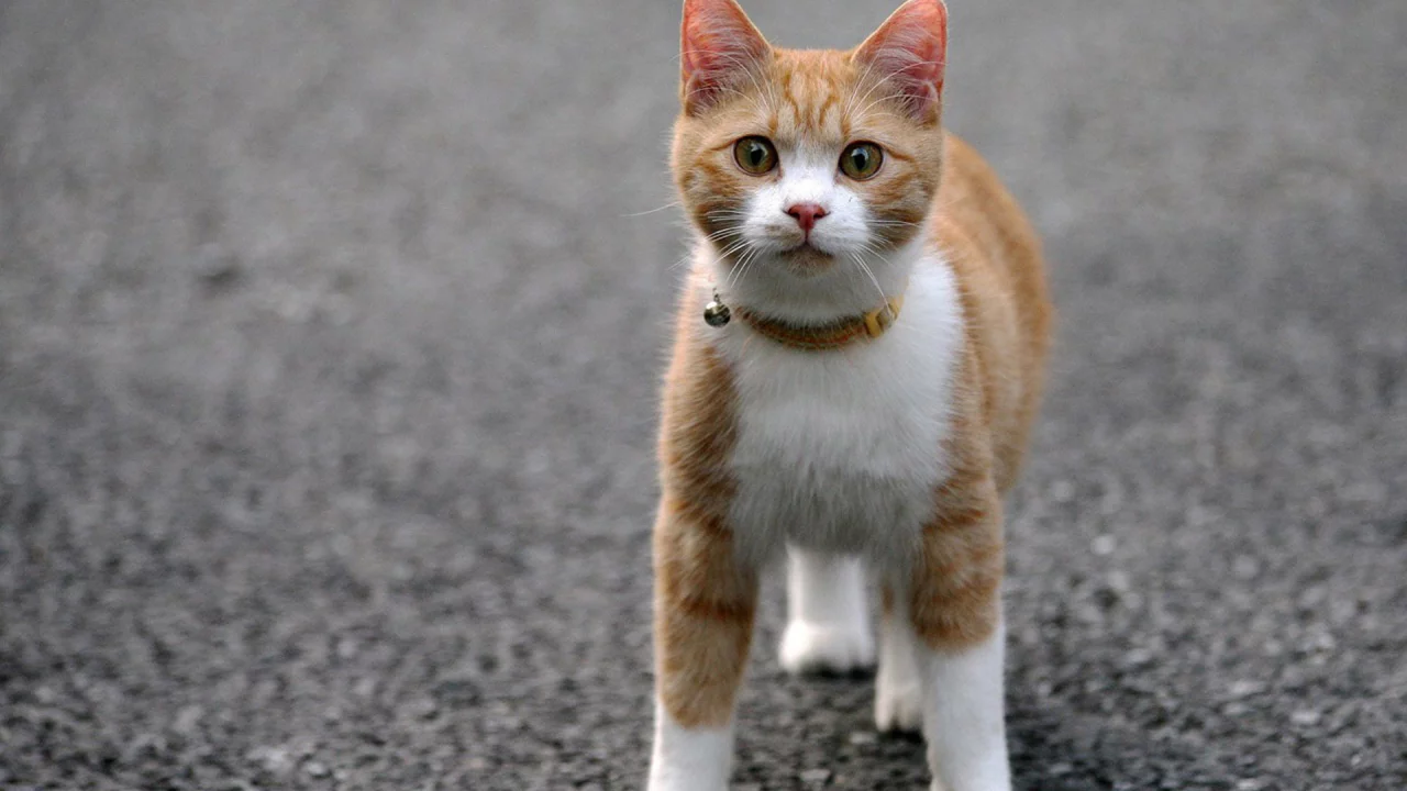 кошка, животные, взгляд