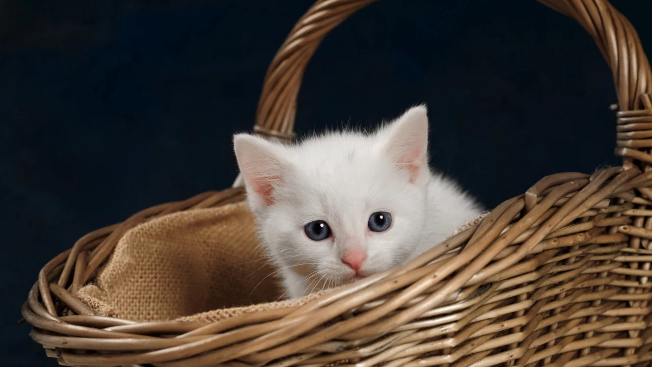 кошка, животные, взгляд, уши