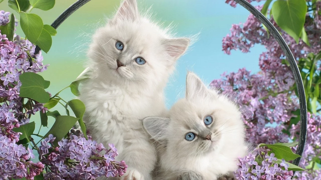 котята, животные, сирень