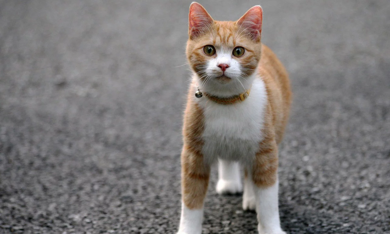 кошка, животные, взгляд