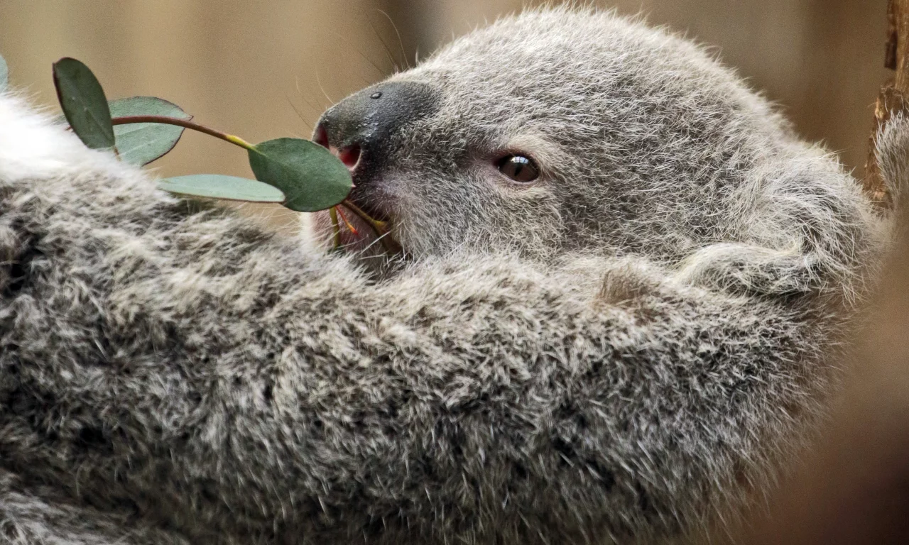 коала, дерево