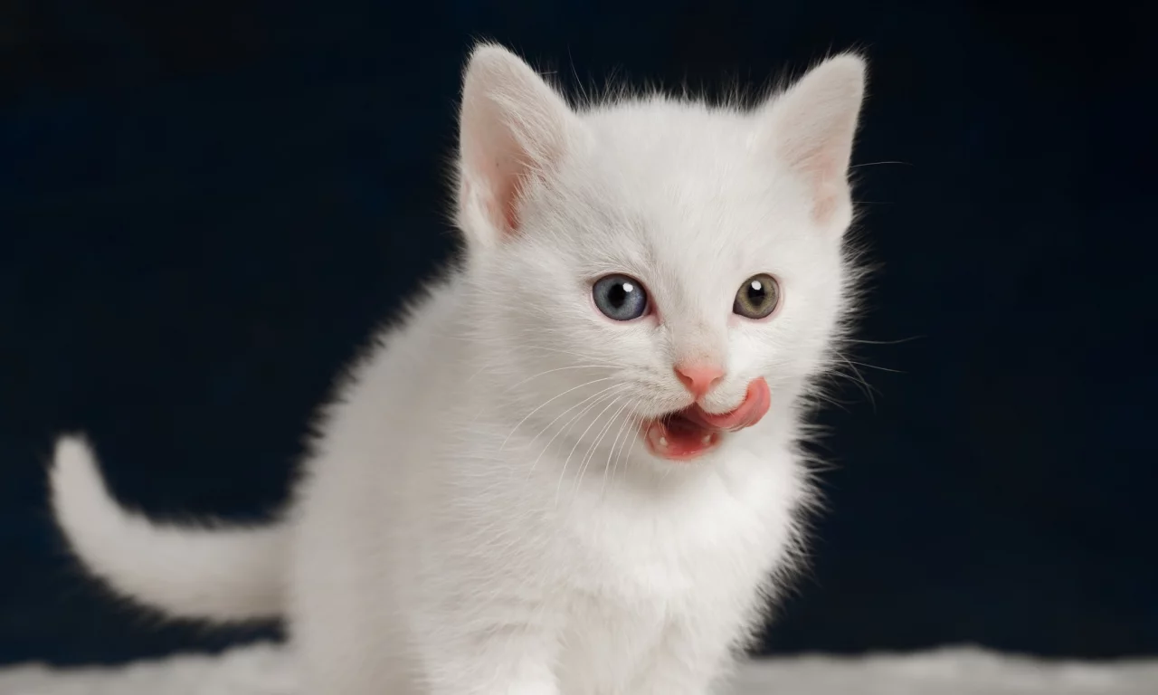 котёнок, язык