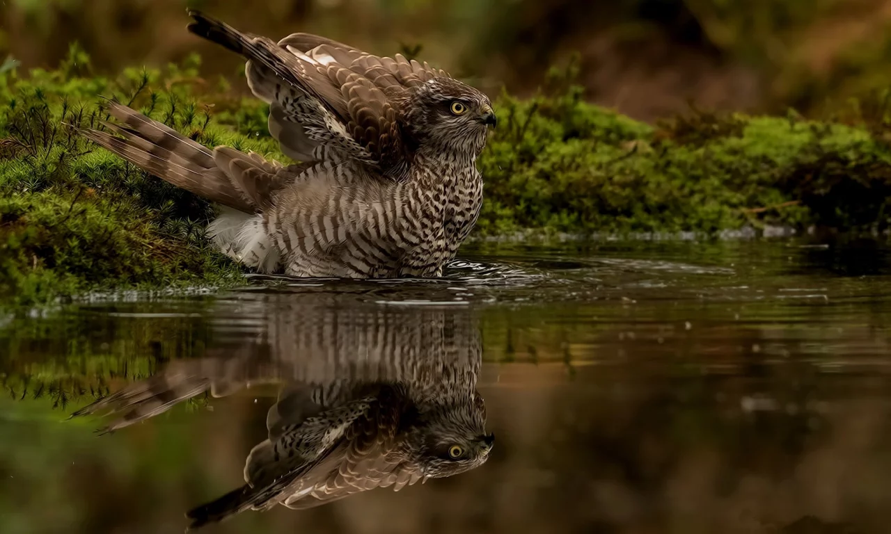вода, птица, отражение