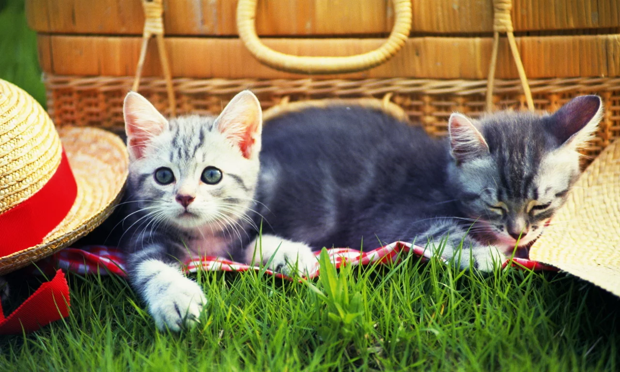 котята, взгляд, животные