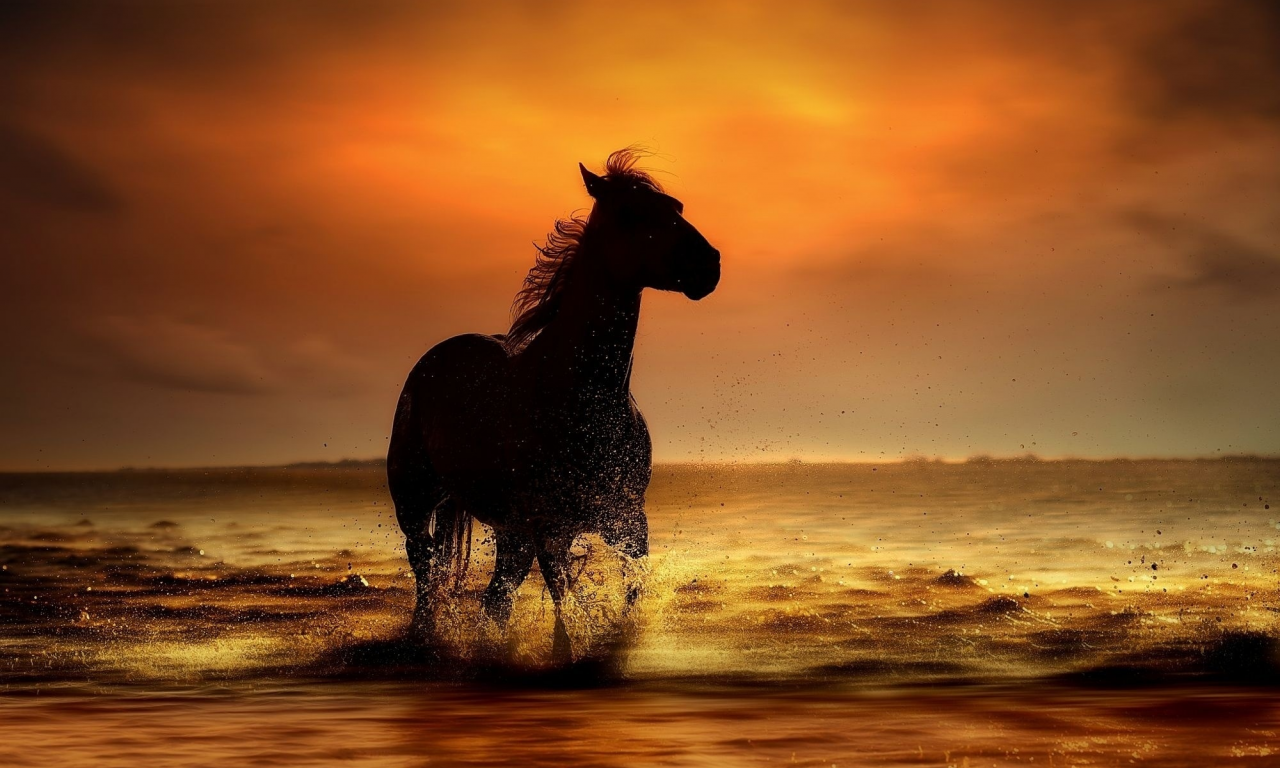 конь, берег, вода