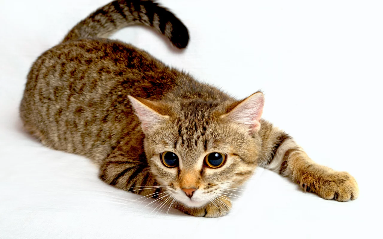 кот, взгляд