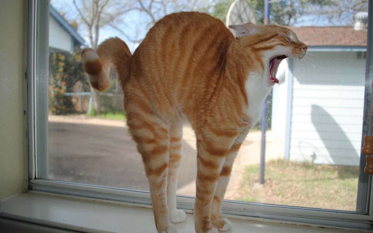 кошка, подоконник