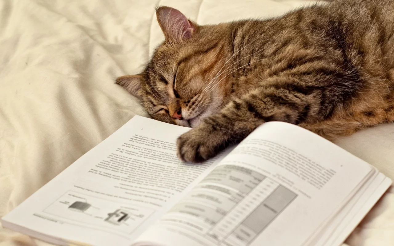 кот, книга