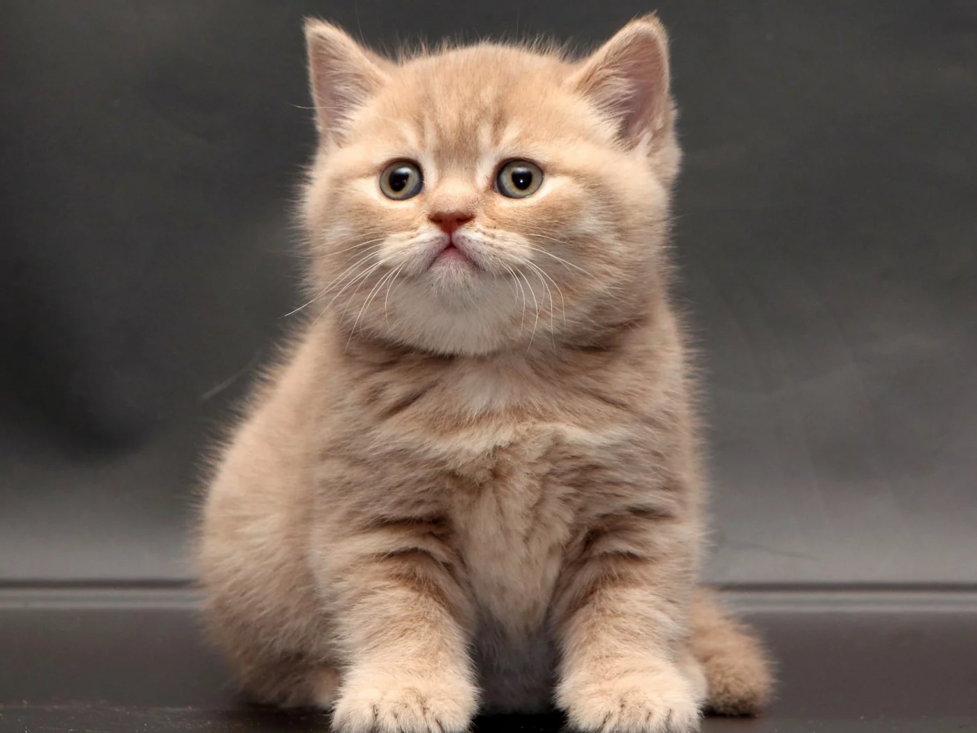 кошка, животные, взгляд
